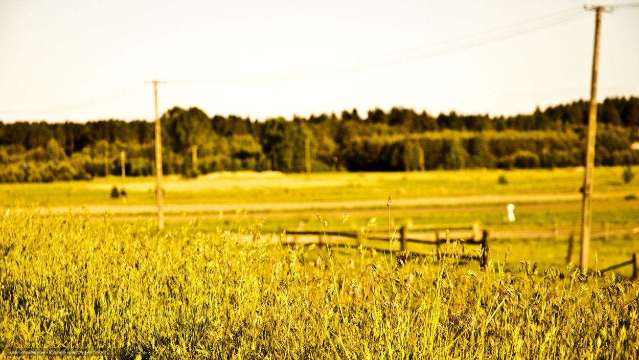 Цветочная изгородь