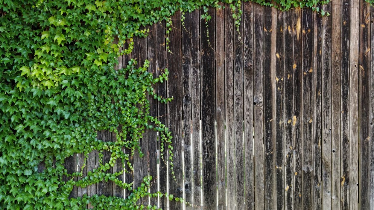 Деревянная изгородь