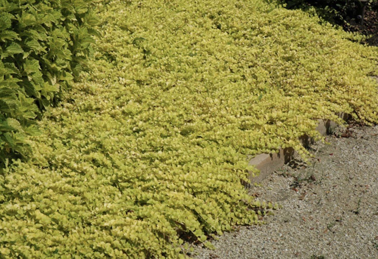 Вербейник монетчатый Луговой