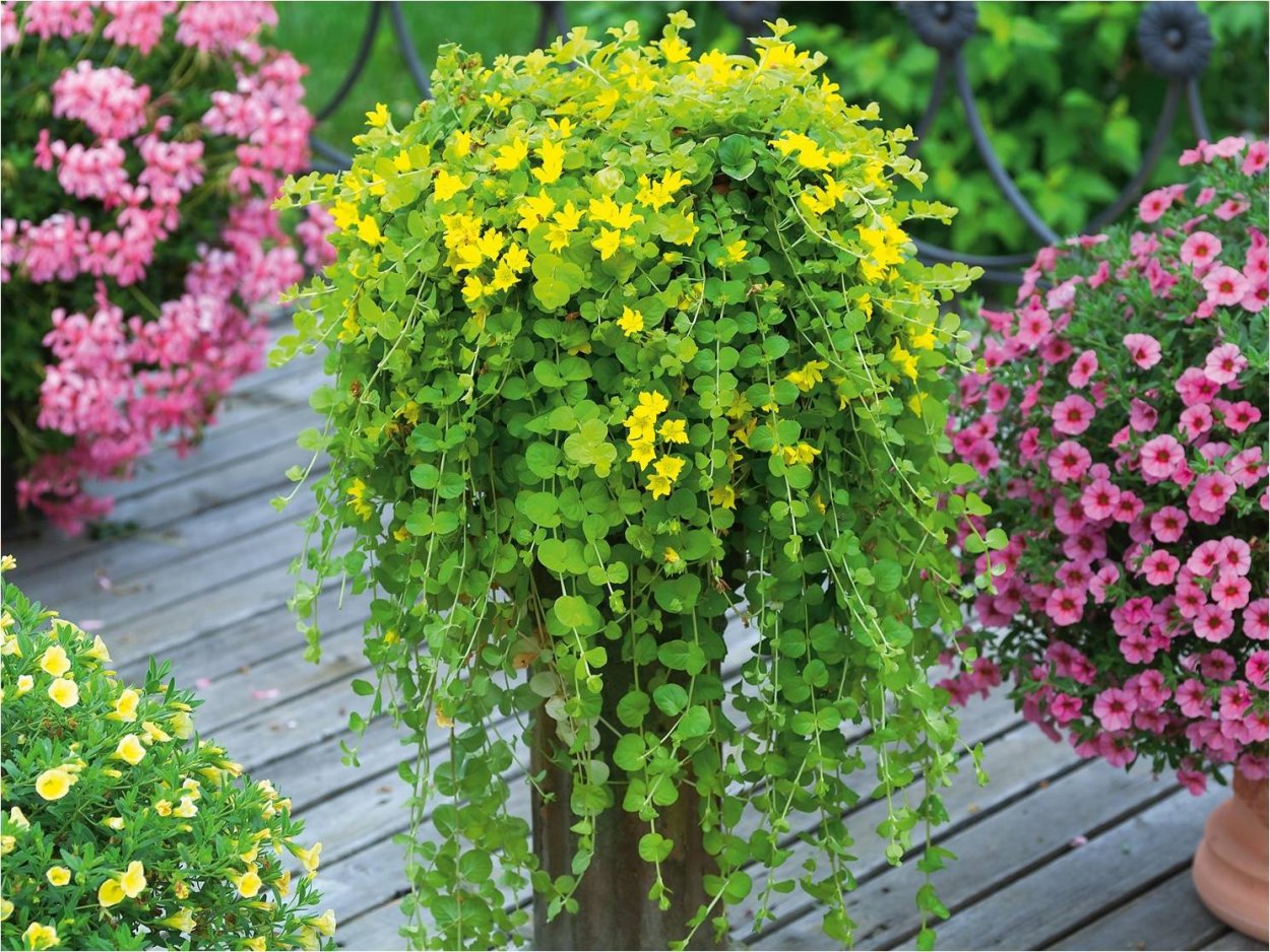 Вербейник Голдилокс