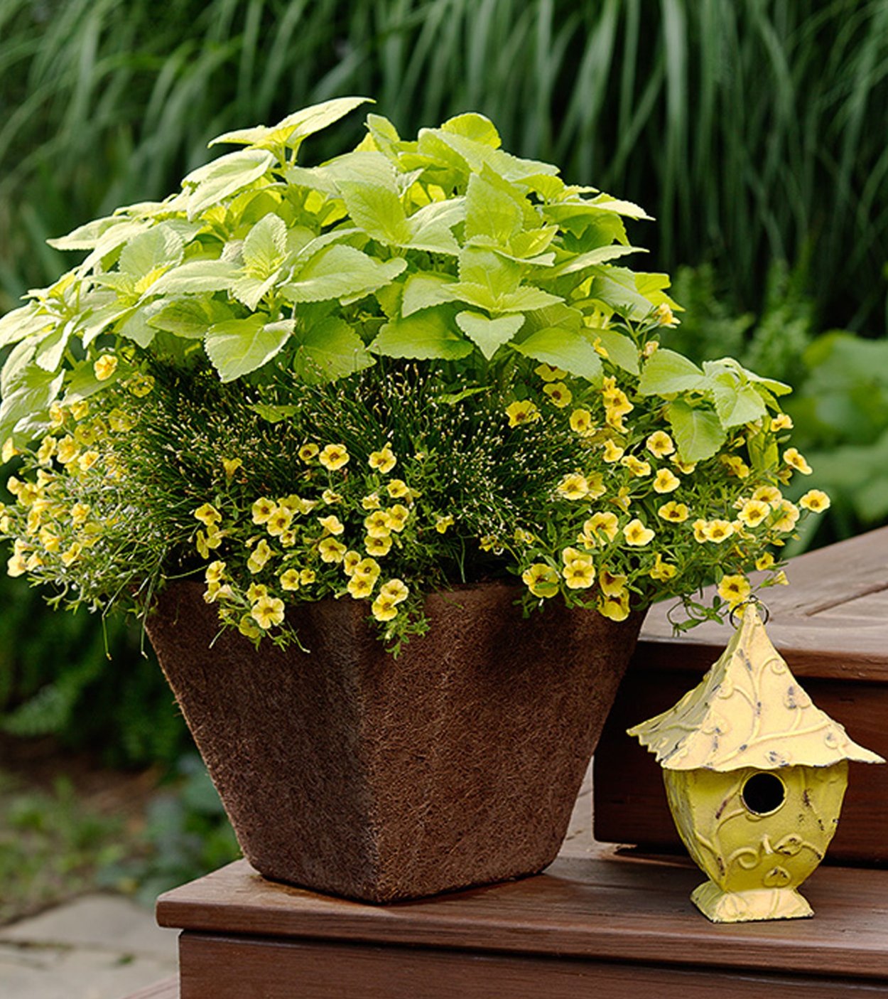 Вербейник монетчатый Goldilocks