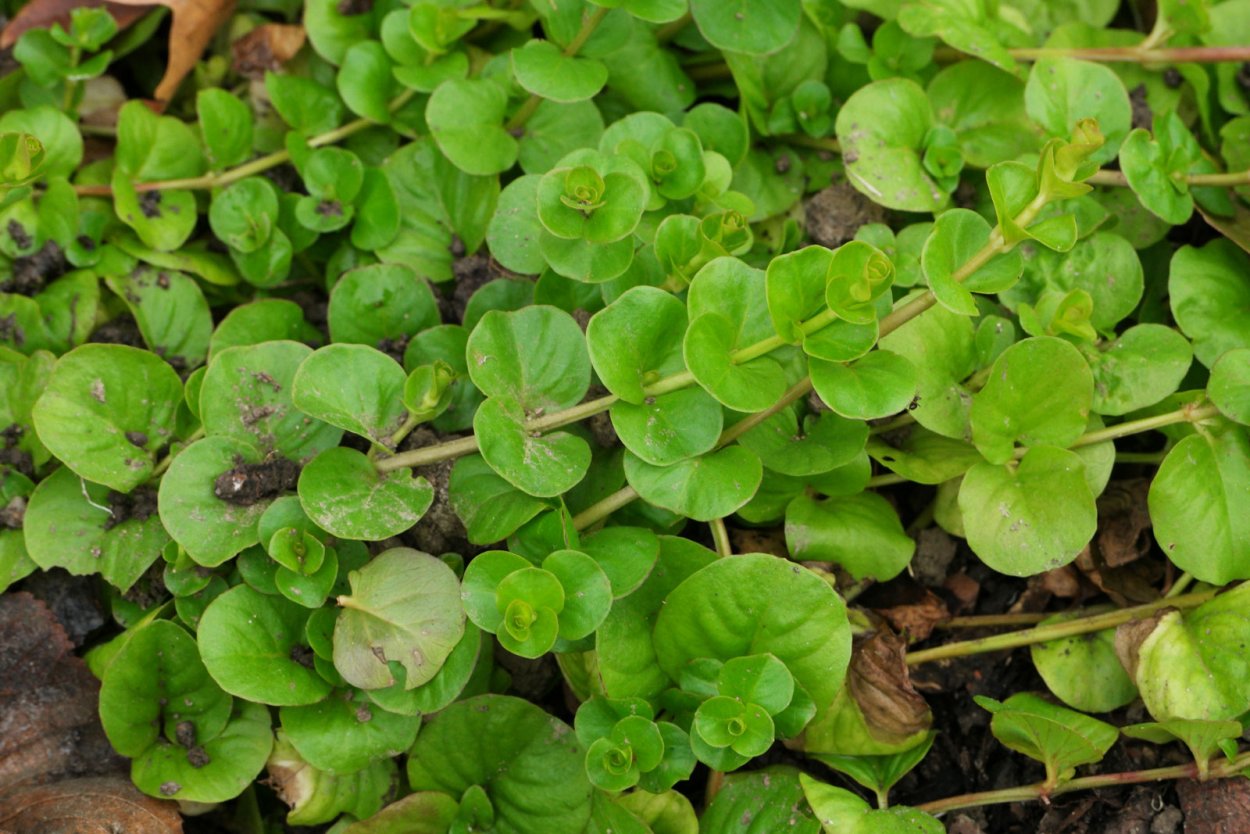 Вербейник монетчатый