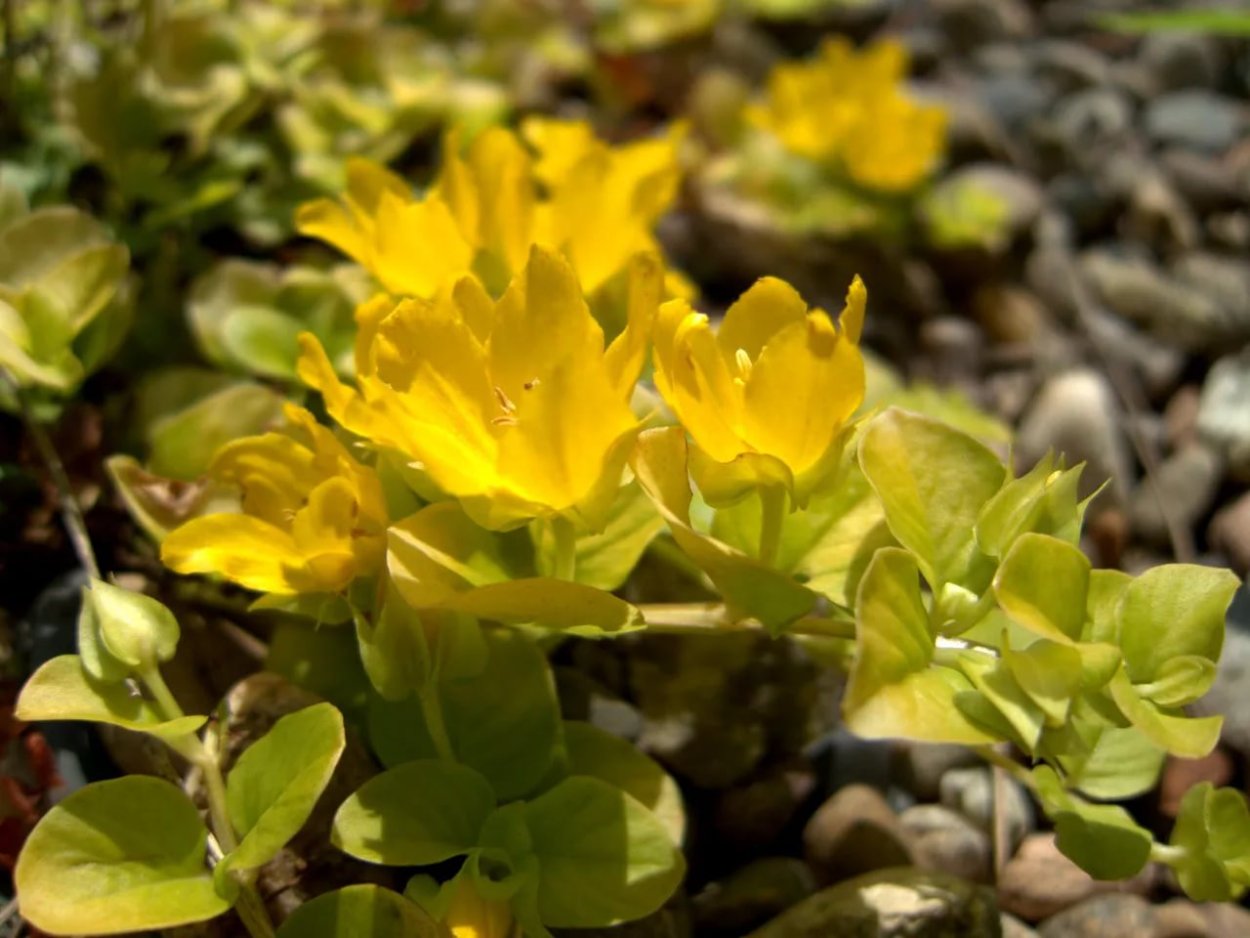 Вербейник монетчатый Ауреа