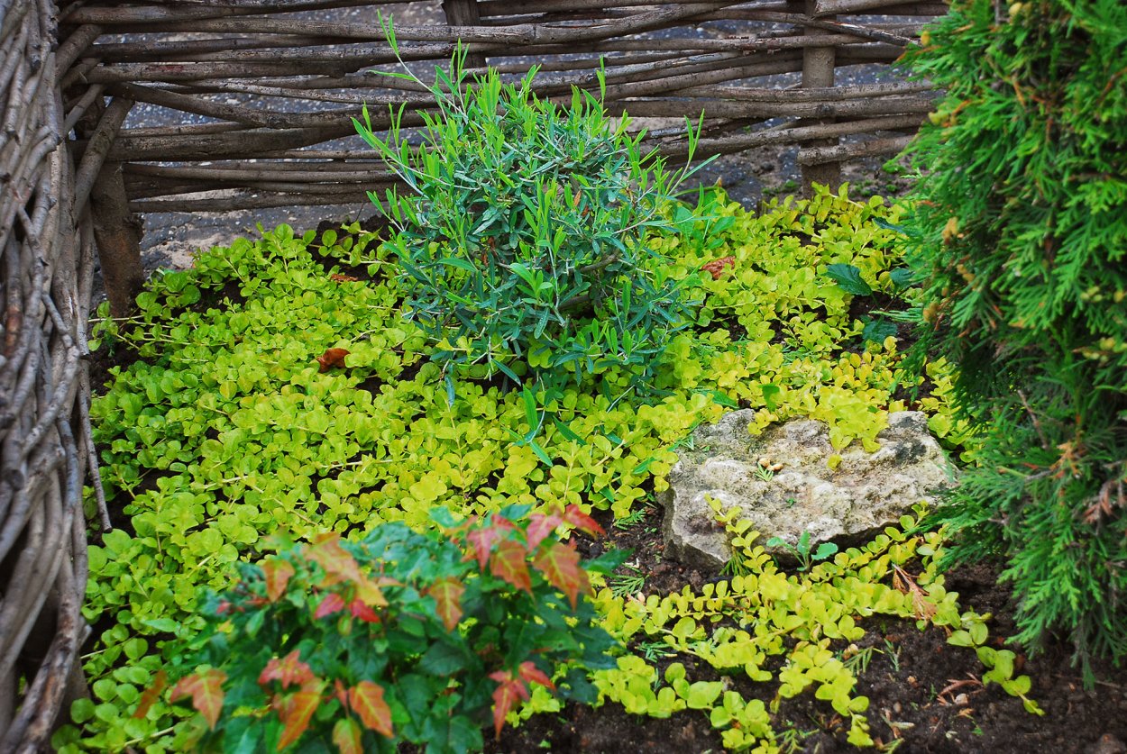 Вербейник Ауреа