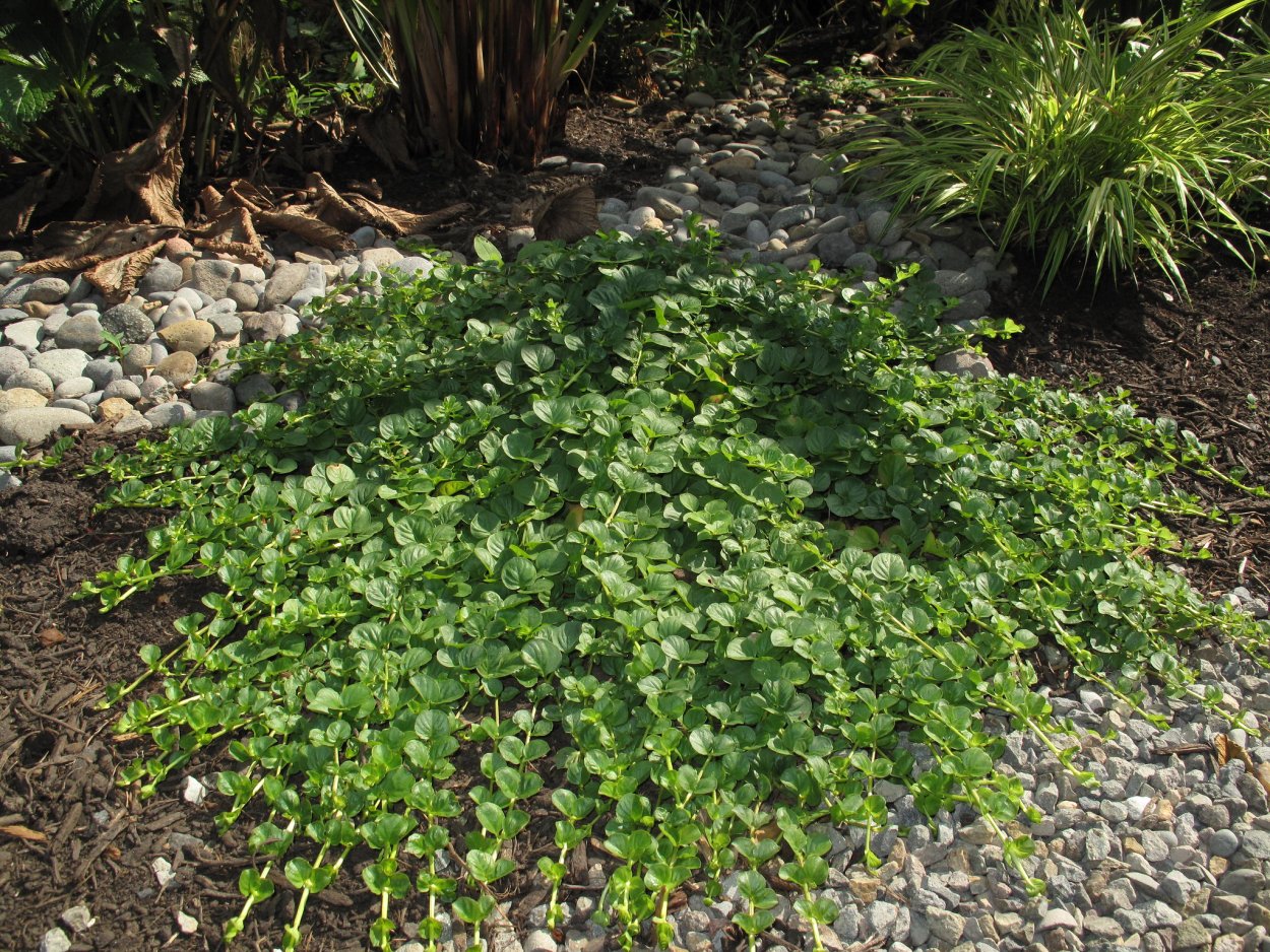 Вербейник кистецветный