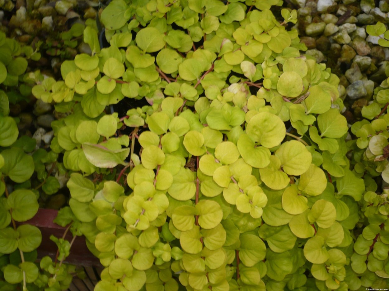 Вербейник монетчатый Ауреа