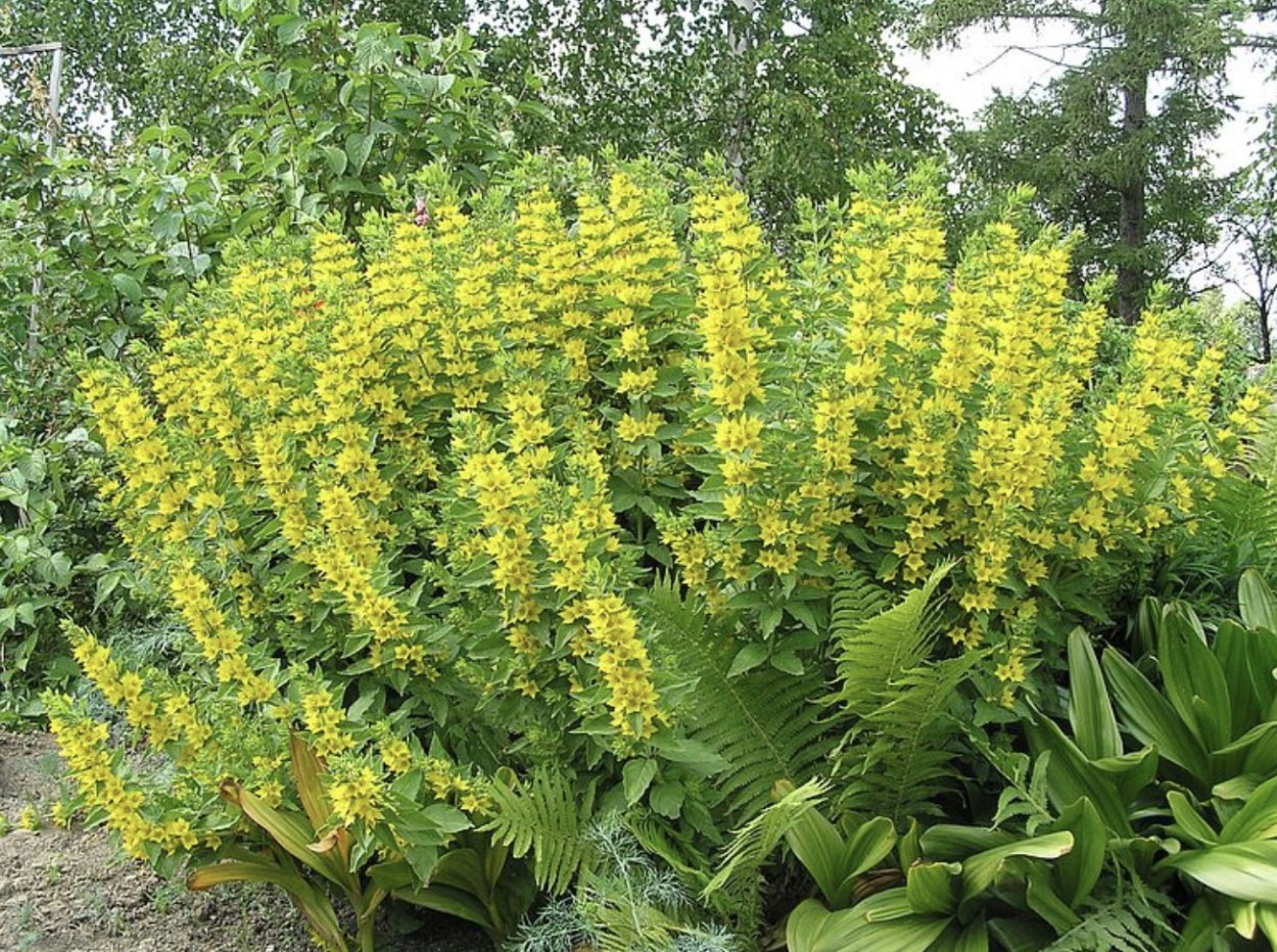 Вербейник монетчатый Ауреа