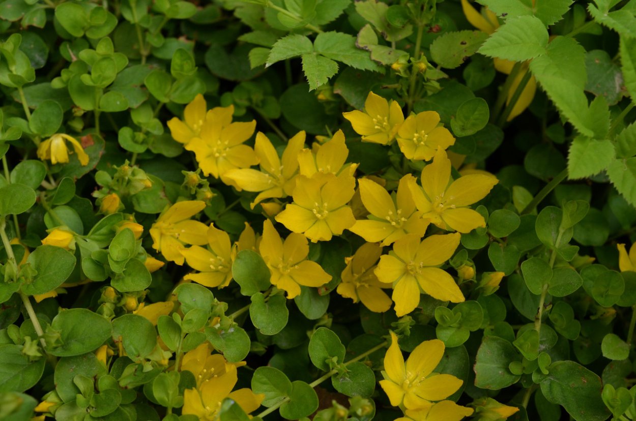 Вербейник монетчатый Goldilocks