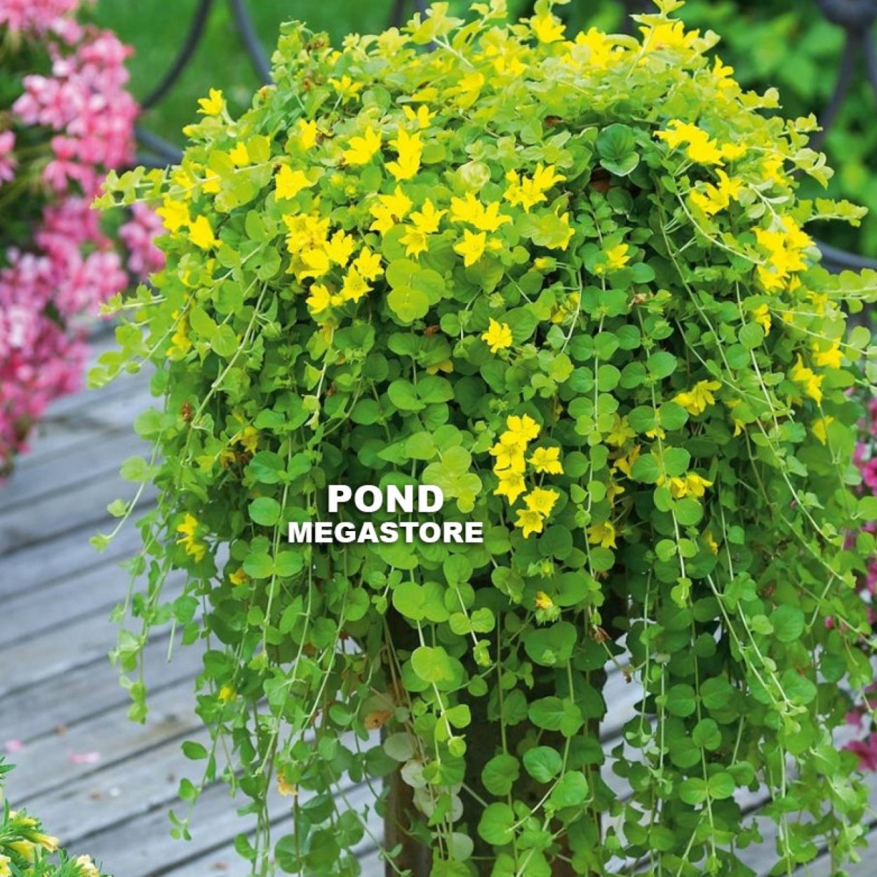 Вербейник монетчатый