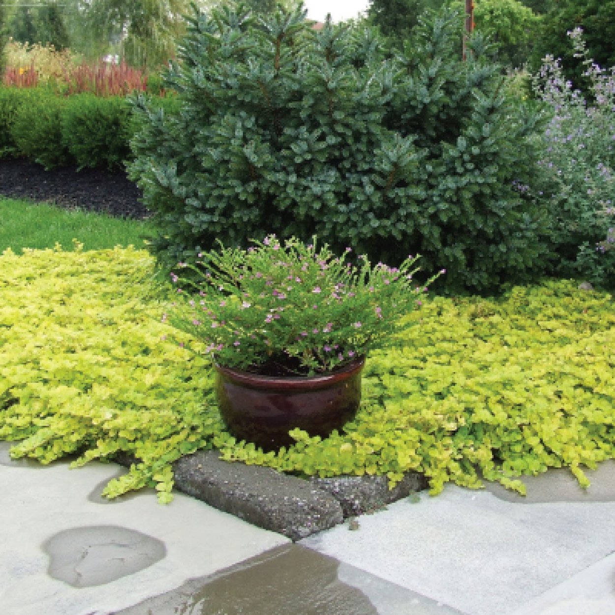 Вербейник монетчатый желтый