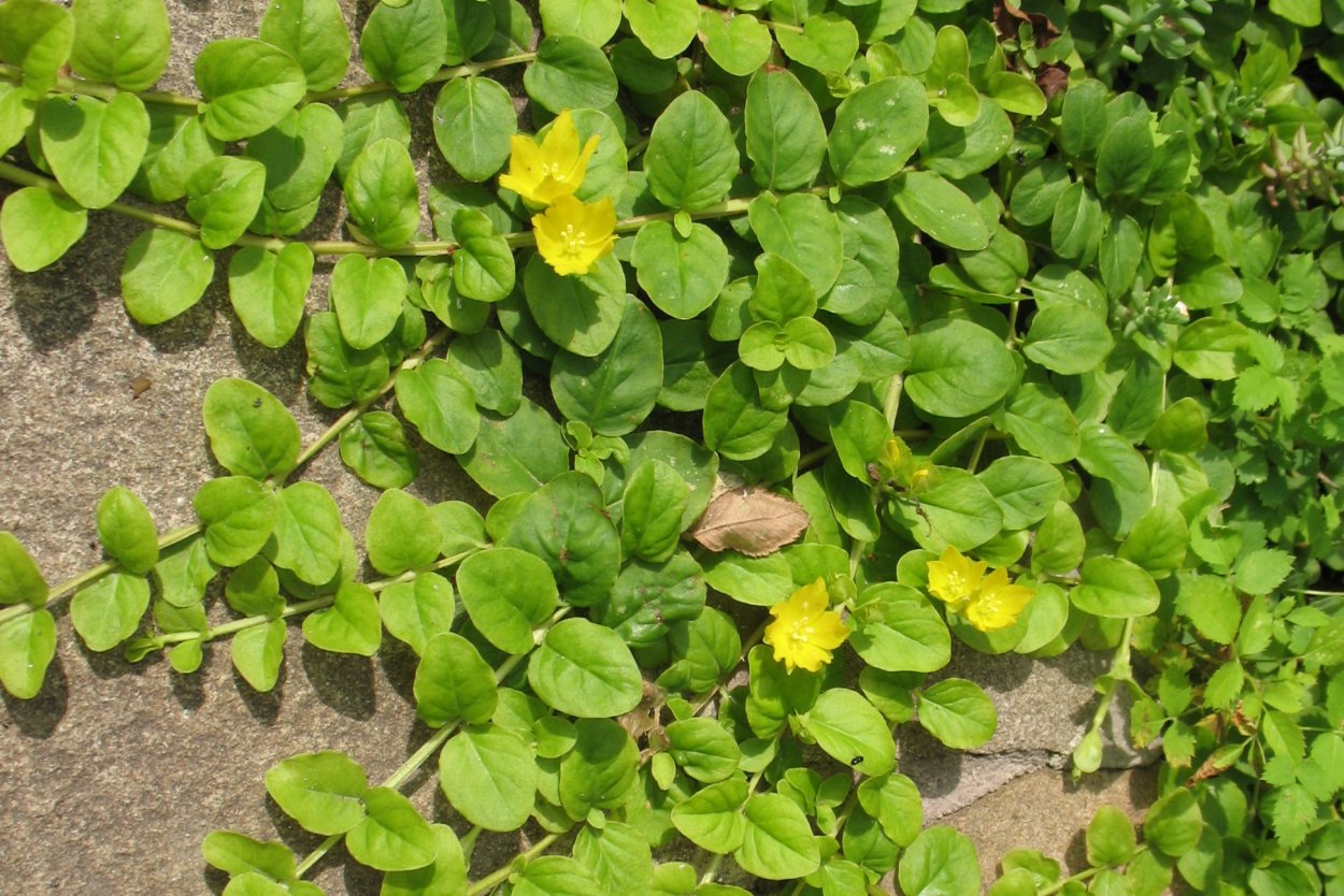 Колеус ампельный