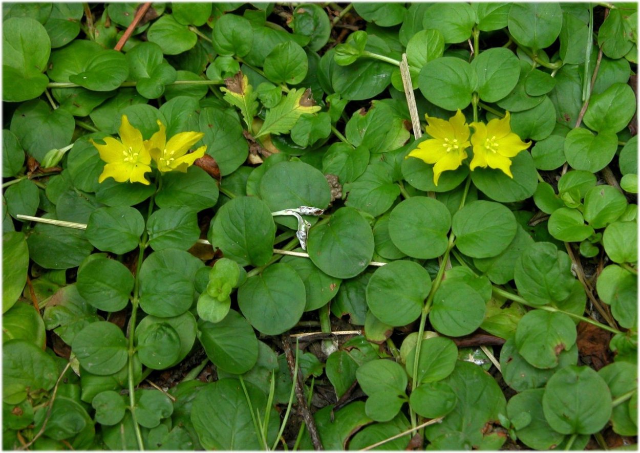 Пахизандра верхушечная 'Green Sheen'