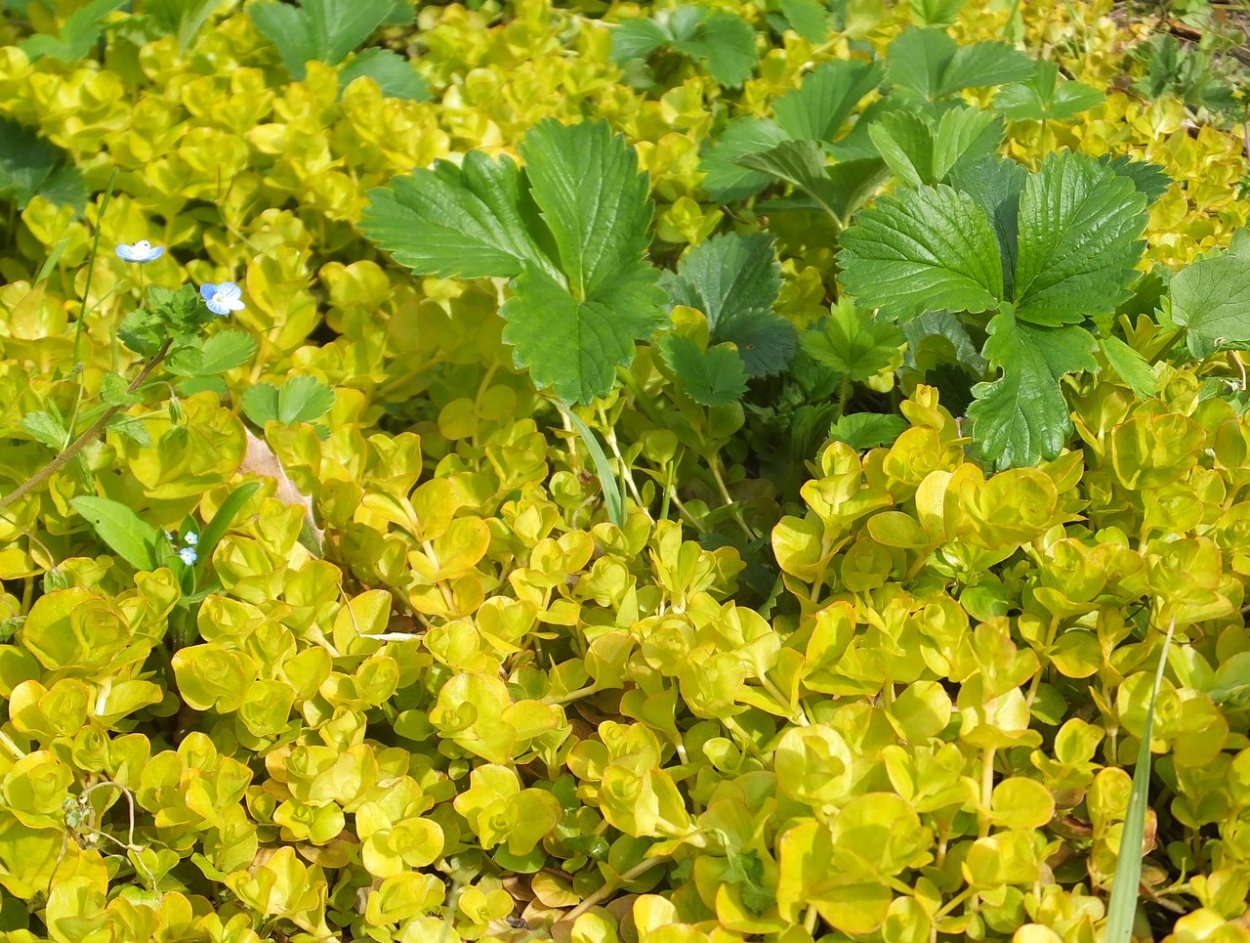 Вербейник обыкновенный