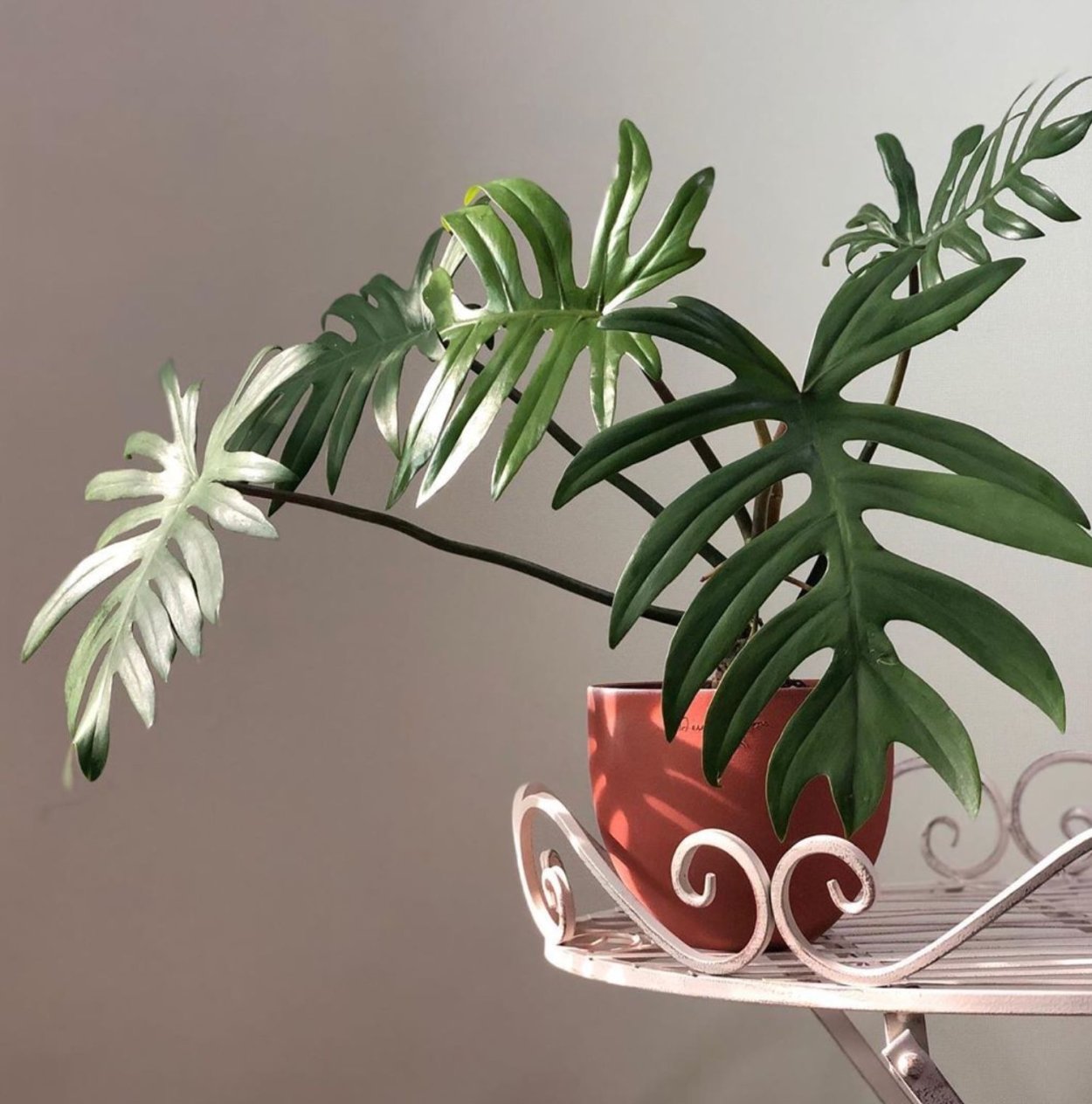 Филодендрон Pink Princess