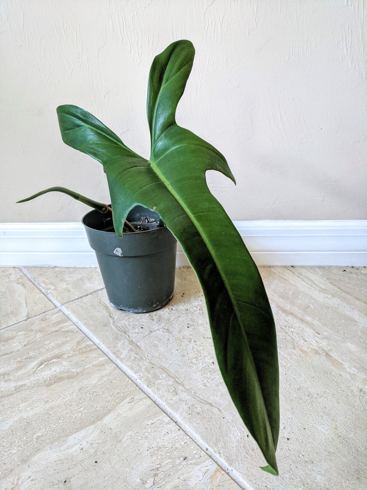 Филодендрон глориозум