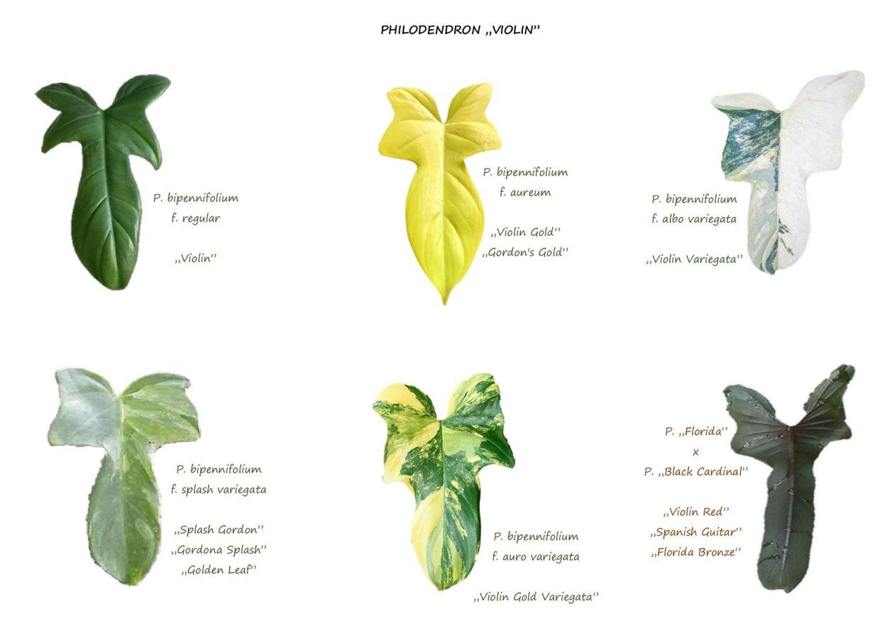 Филодендрон erubescens Grey