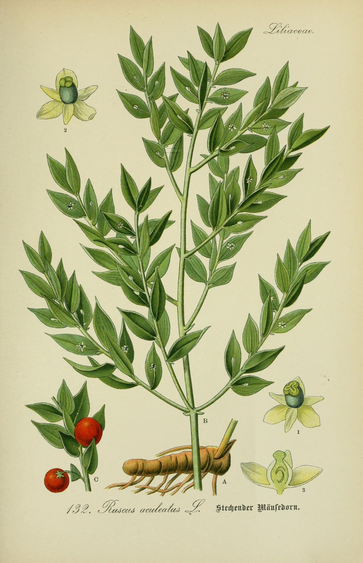 Филлокладии иглицы