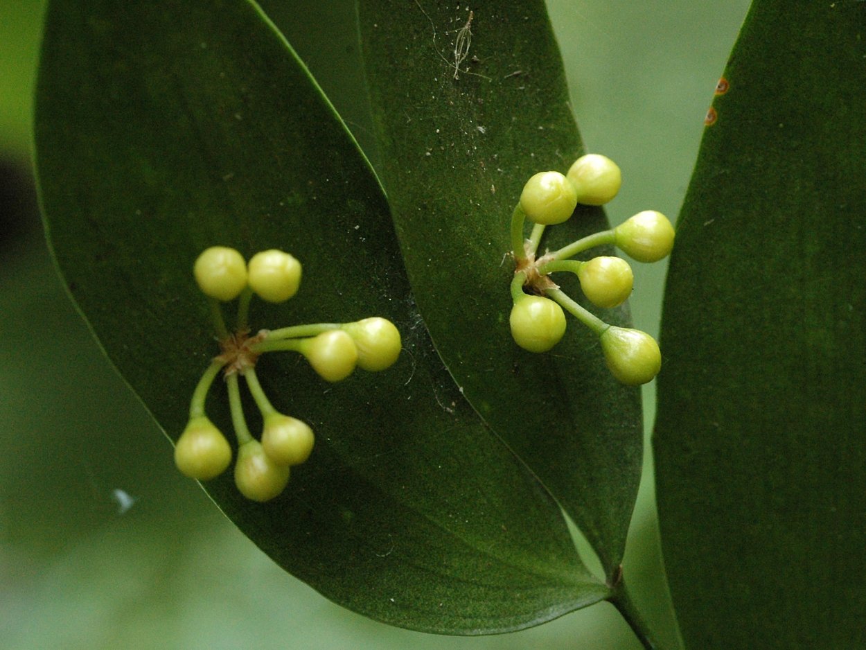 Филлокладии филлантуса