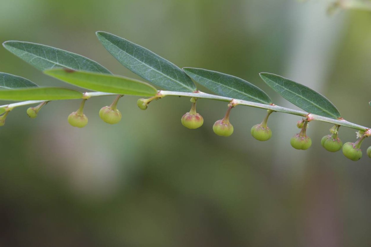 Phyllanthus amarus растение