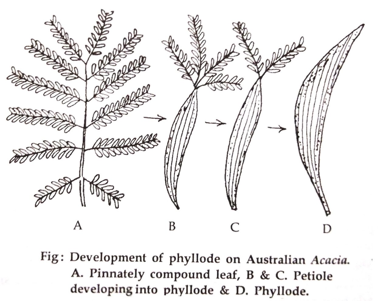 Филлодии акации
