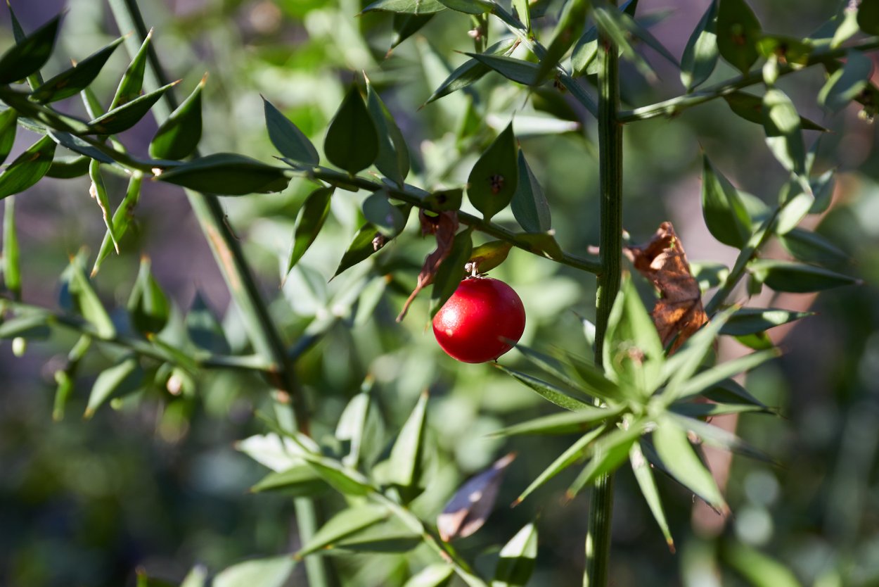 Иглица Понтийская