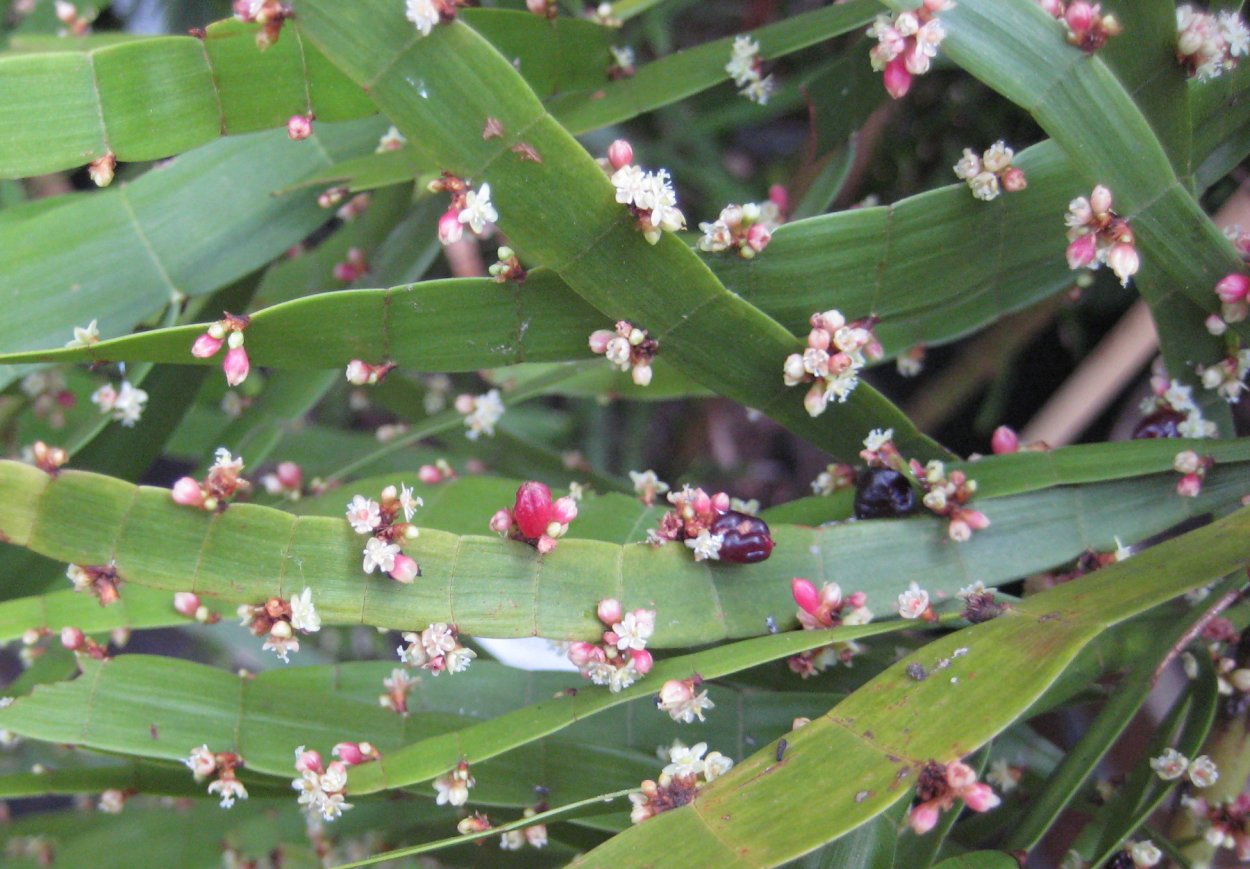 Кладодии мюленбекия