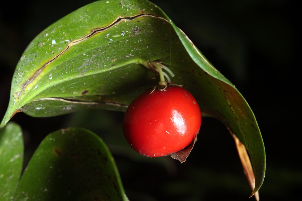 Иглица Колхидская