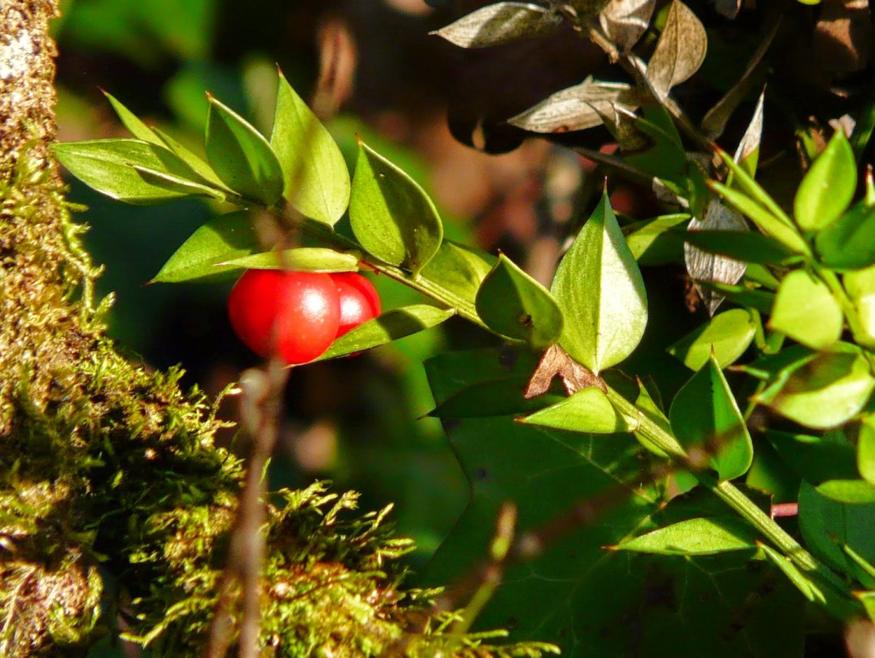 Иглица Понтийская