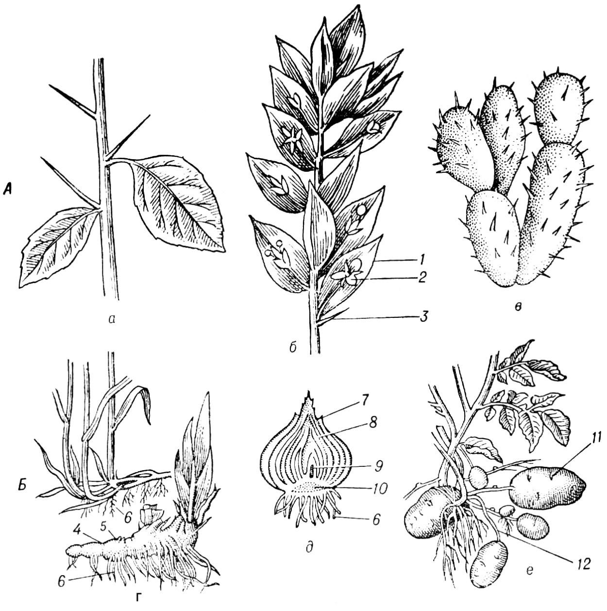 Видоизменения надземных побегов