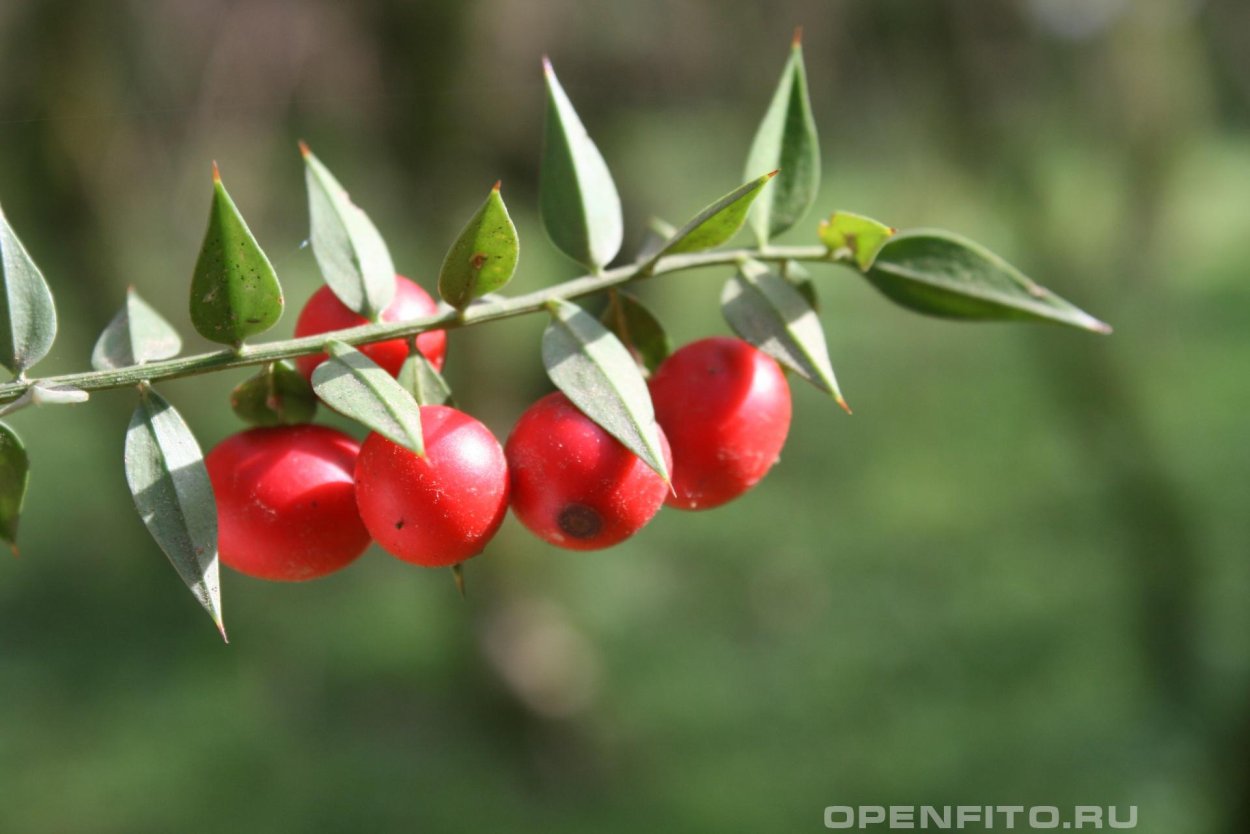 Филлокладии иглицы понтийской