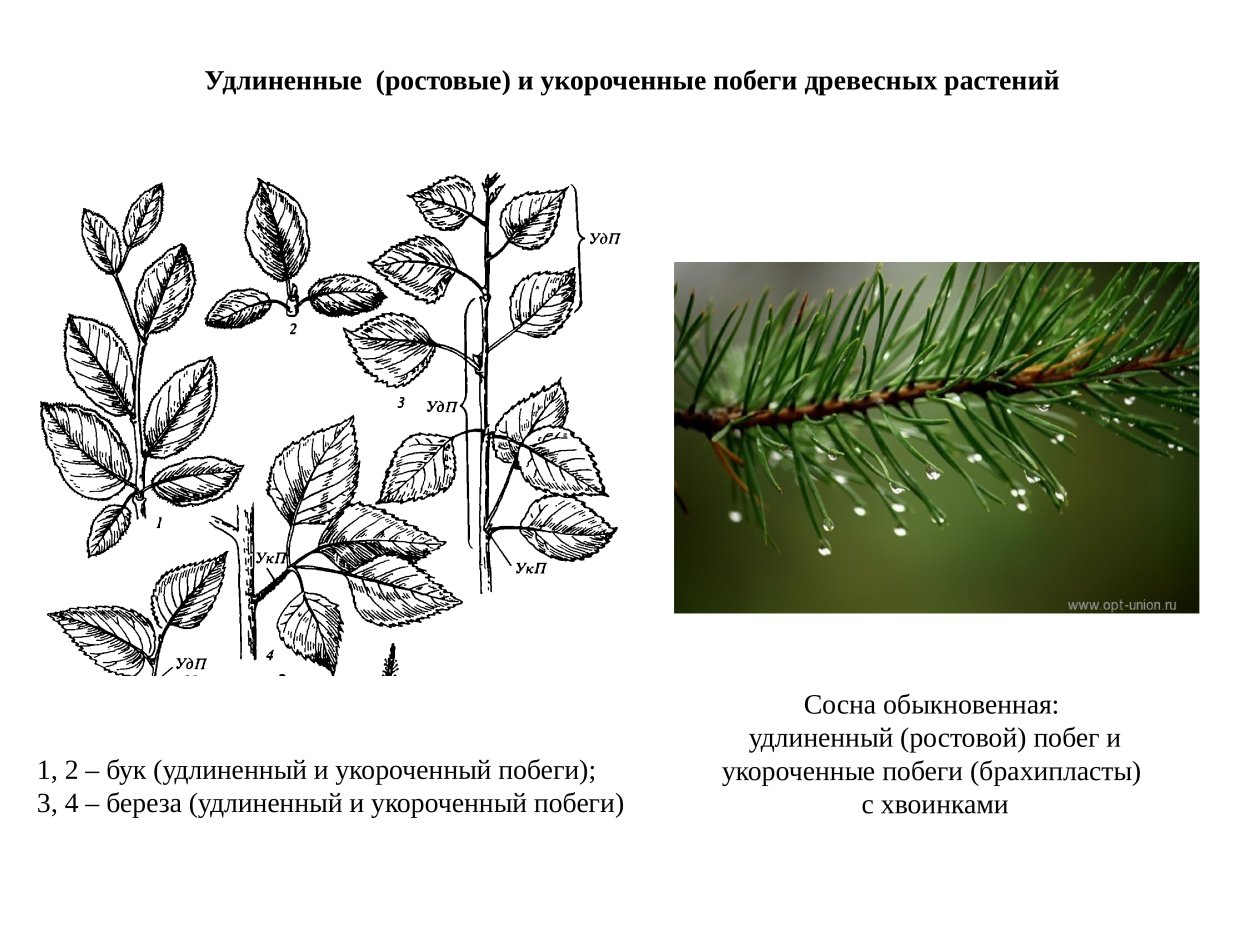 Удлиненный и укороченный побег