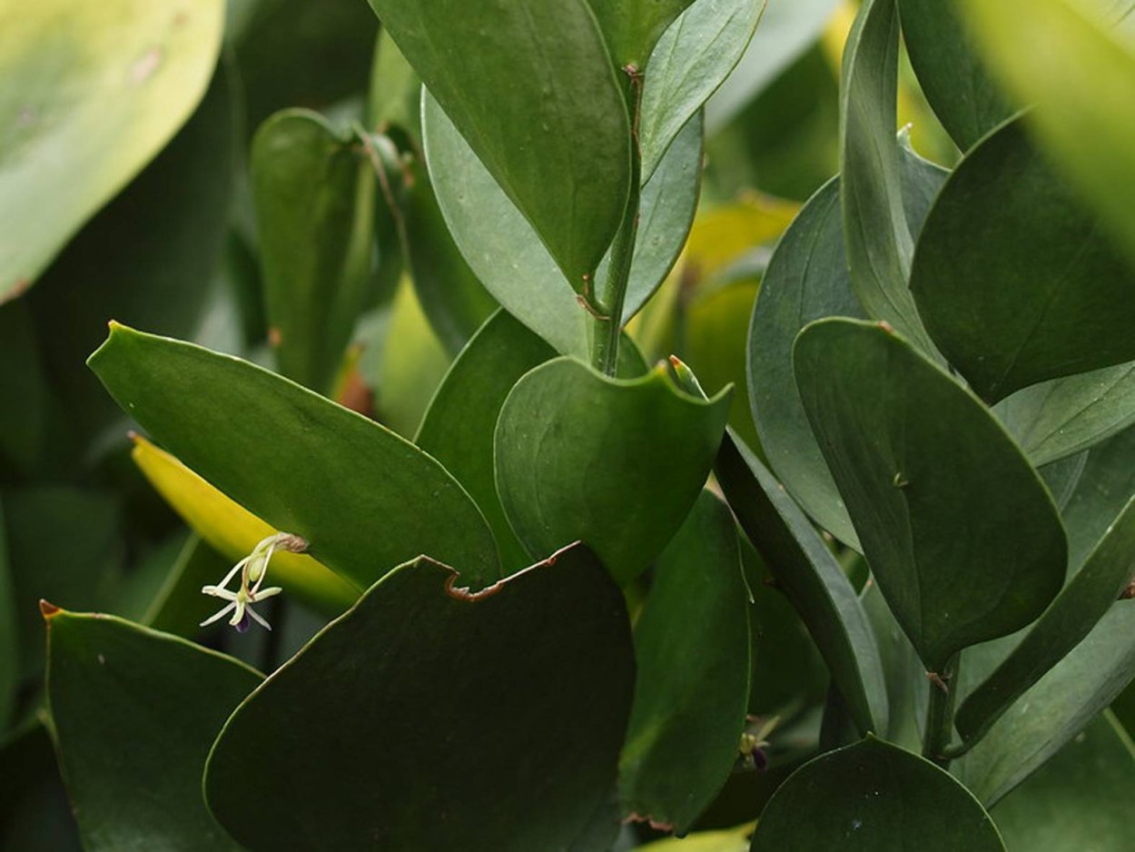 Ruscus hypophyllum Рускус