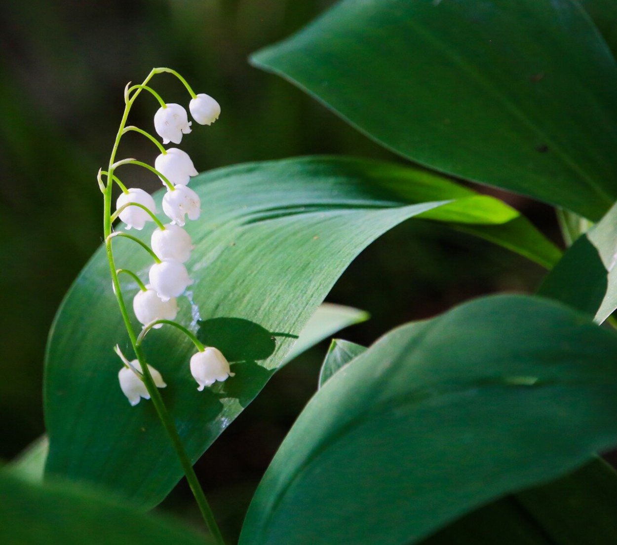 Лилия Кандык