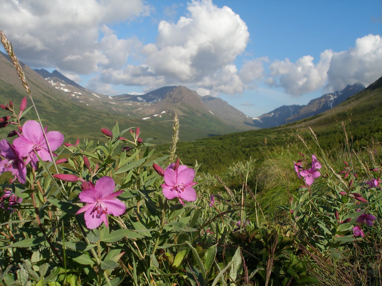 Растения высокогорного Дагестана