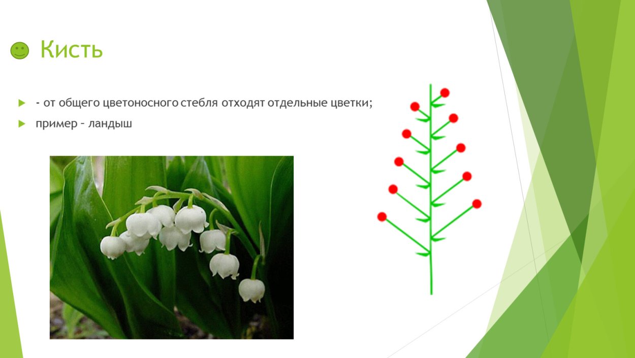 Цветоносный стебель