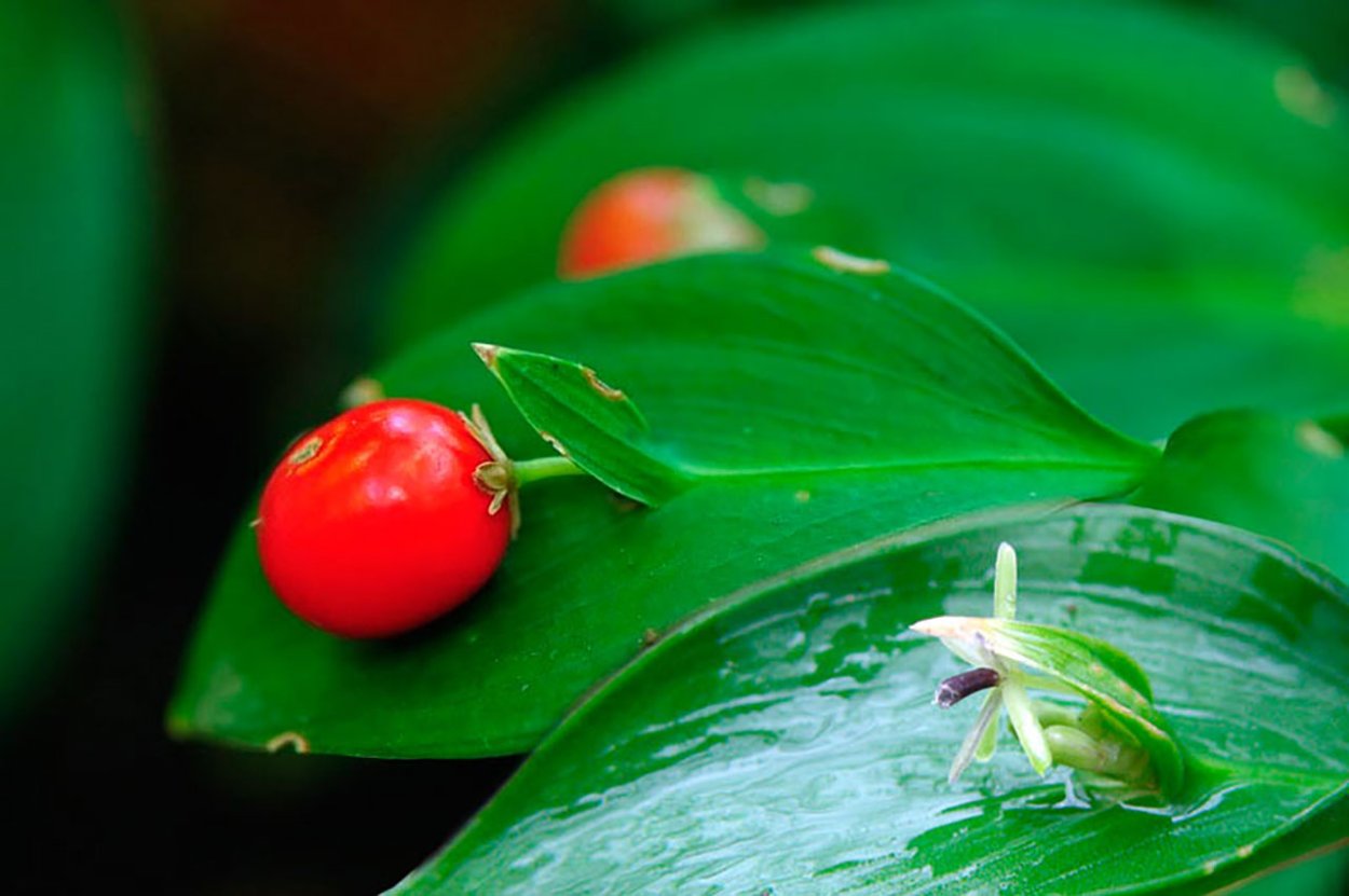 Иглица подъязычная фото