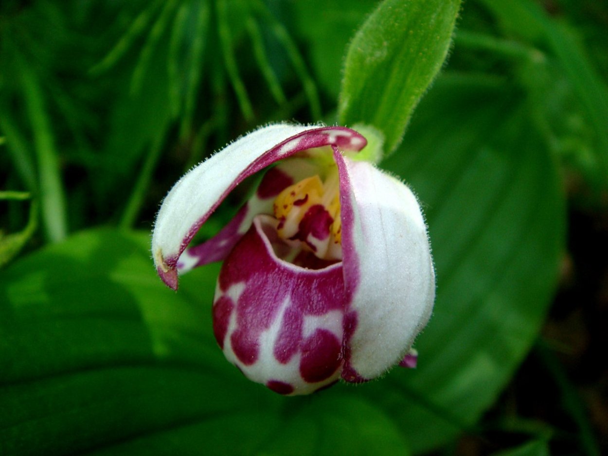 Прострел желтеющий красная книга ХМАО Югры