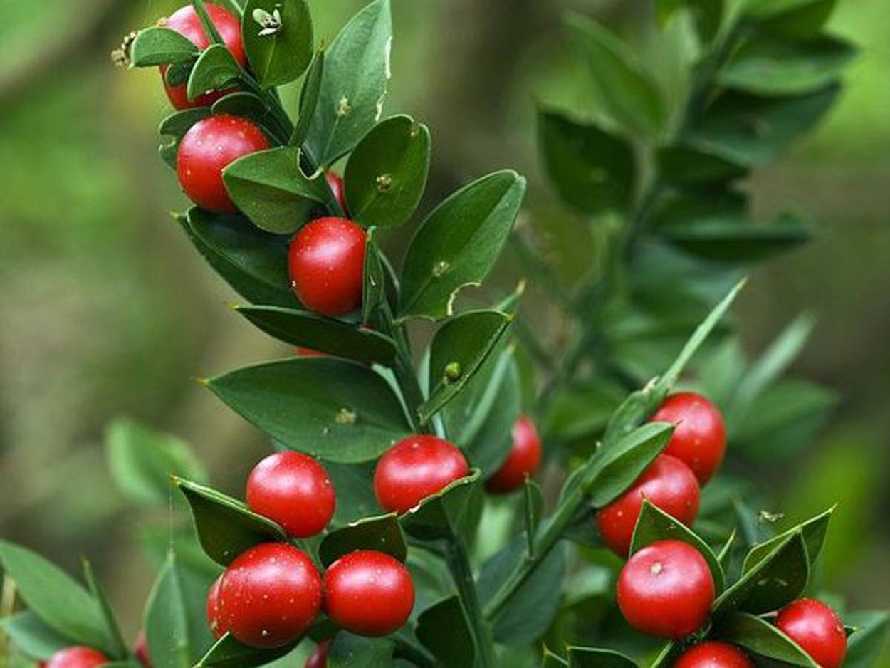 Иглица Колхидская