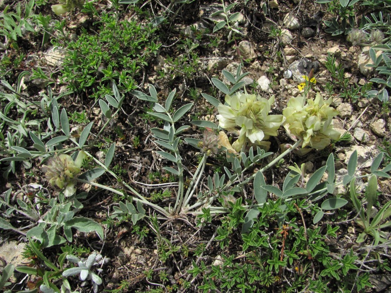 Серапиас сошниковый Serapias vomeracea