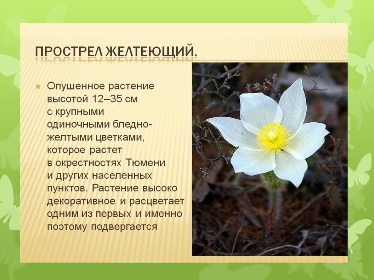 Ядовитые грибы Гиднеллум