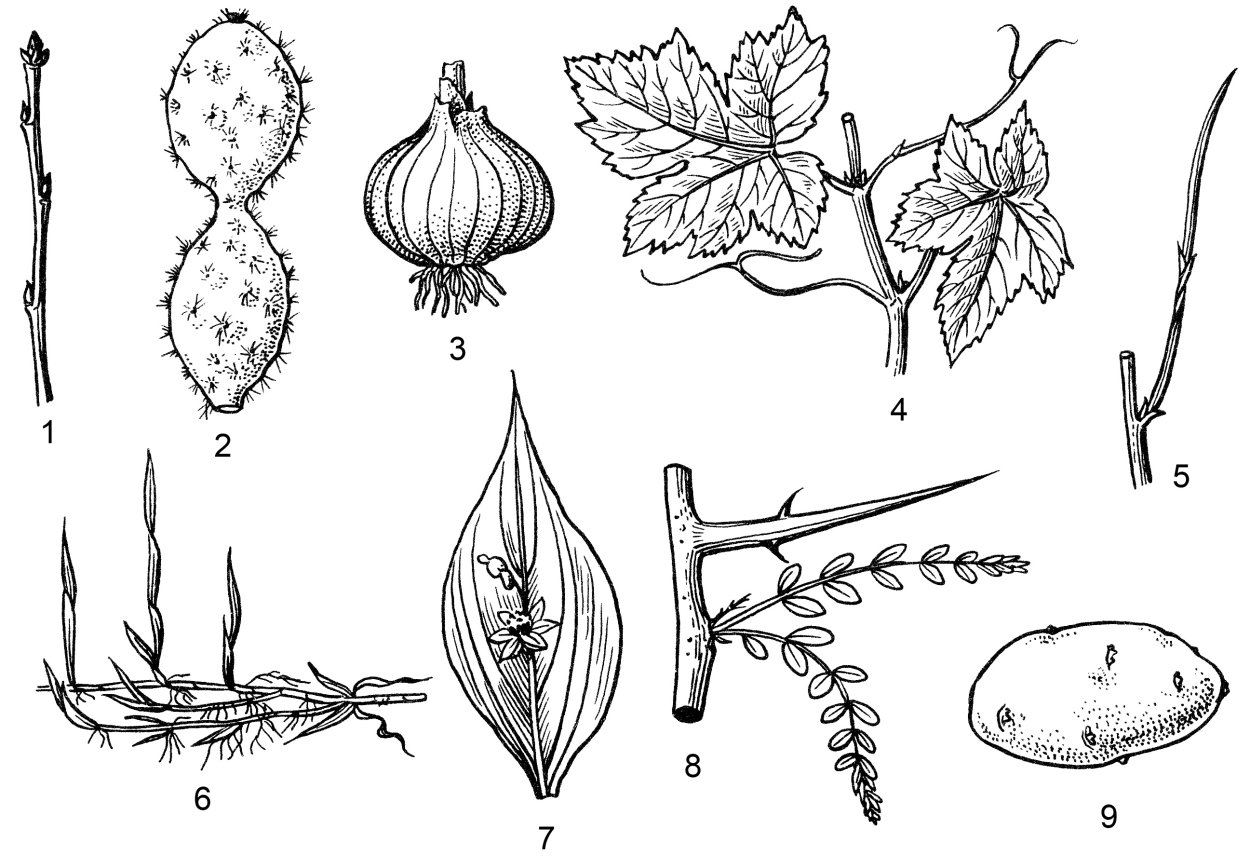 Видоизменения метаморфозы побегов