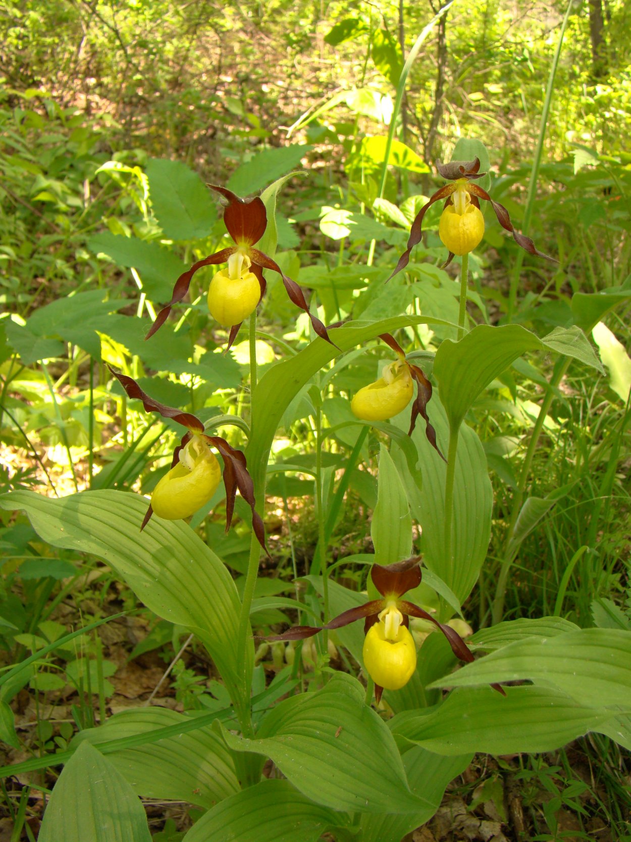 Пион тонколистный Крымский