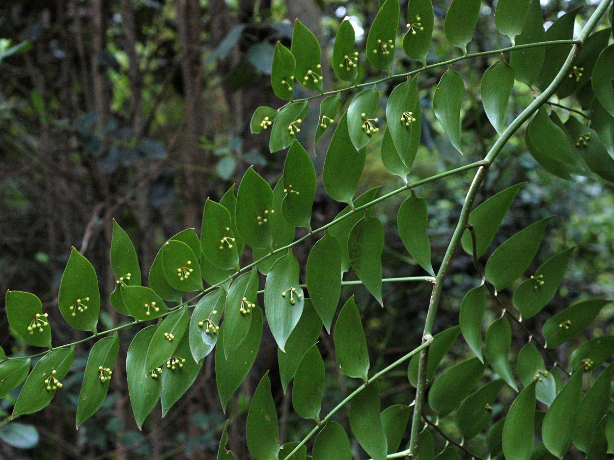 Филлокладии Рускус