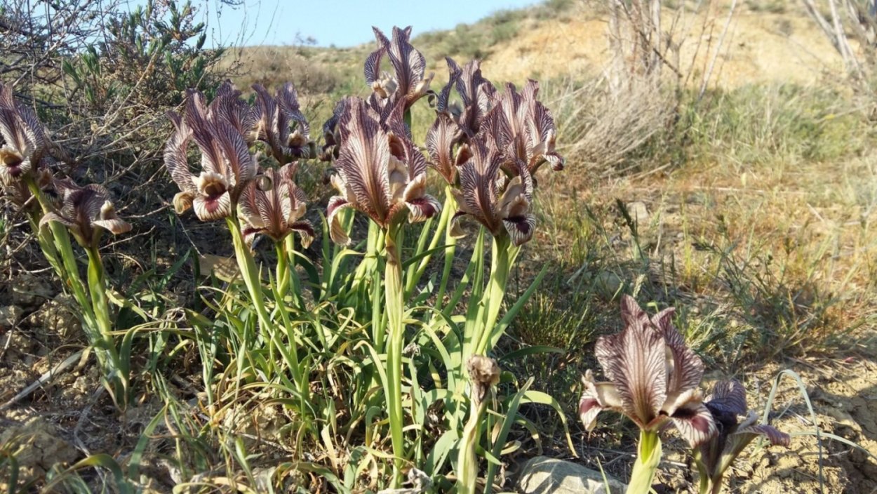 Копеечник Дагестанский