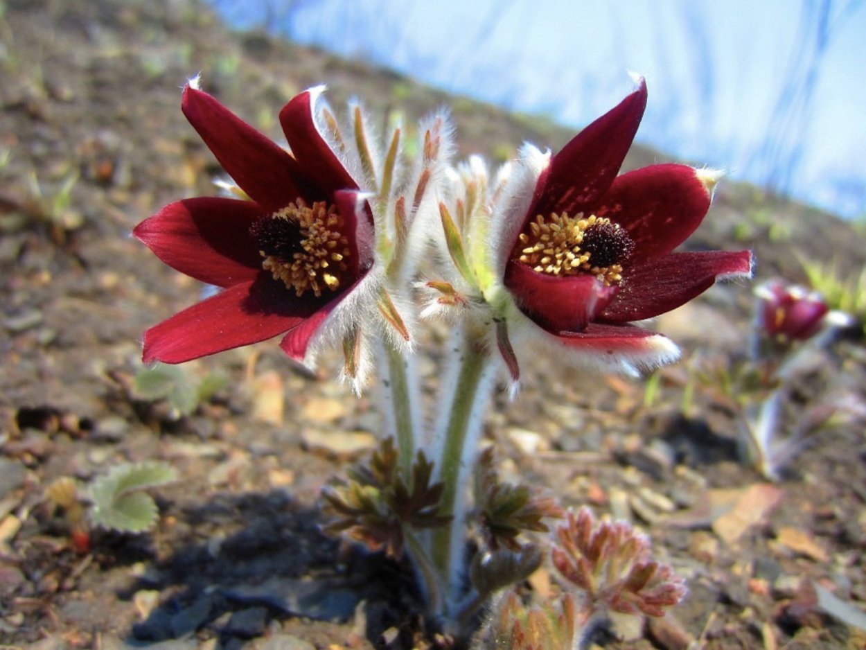 Ясенец кавказский Краснодарский край