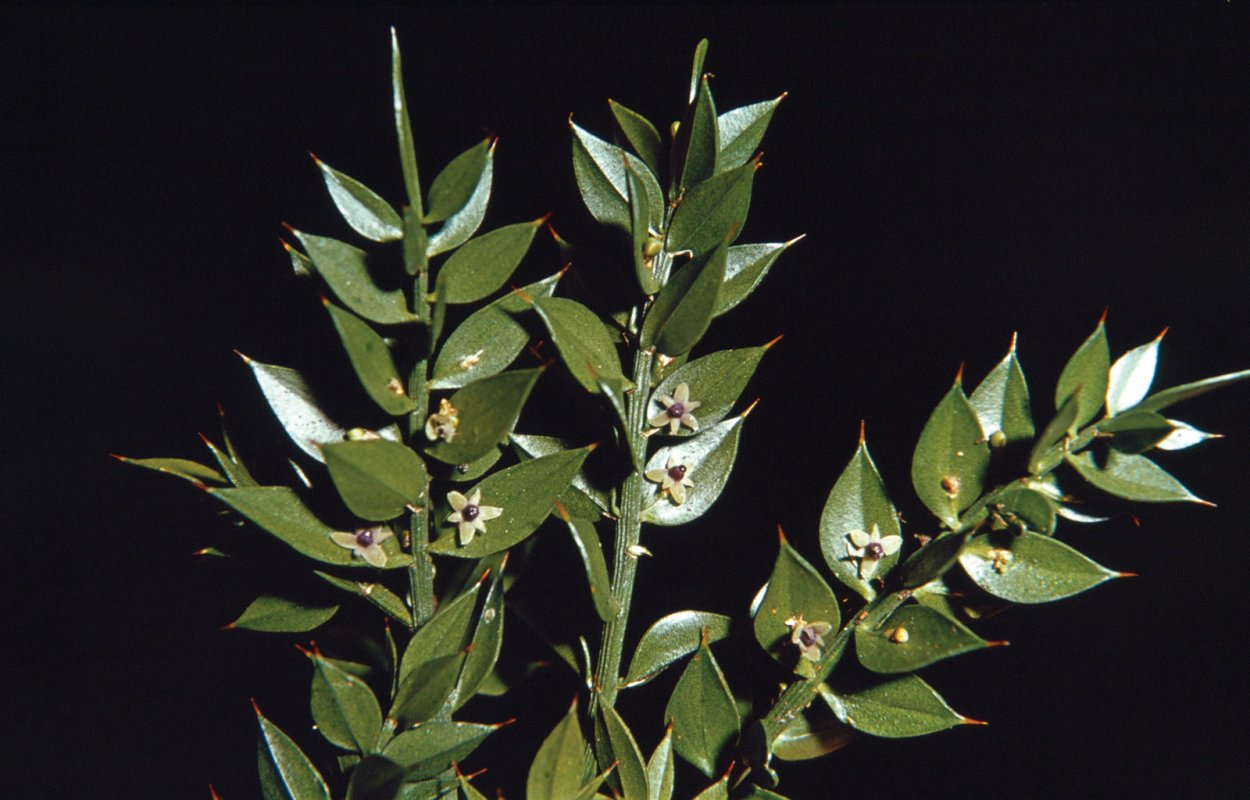 Рускус корни