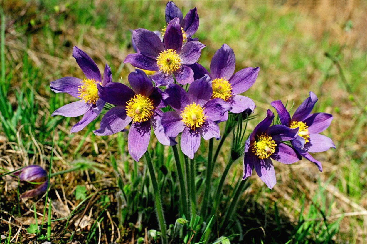 Молодило кавказское