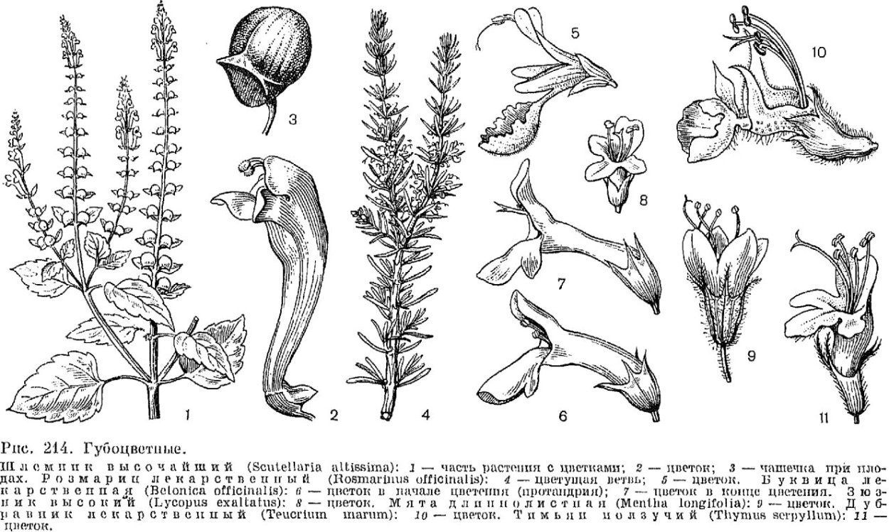 Плод губоцветных строение