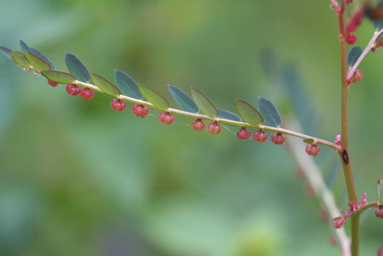 Филлантус уринария