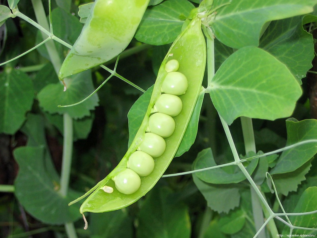 Горох сладкий стручок Аэлита